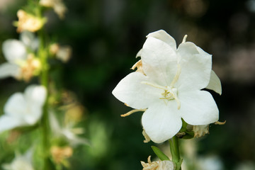 White flower on green background. Summer themes.