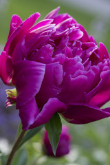 A bright pink peony blossom in afternoon light