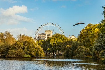 London Eye from the park