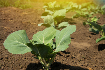 Cabbage growing on the garden. Green leafy cabbage. Vegetables and healthy food. Growing products.Sunlight