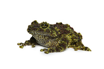 Mossy Frog on white background