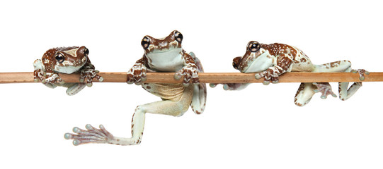 Obraz premium Frogs on a branch