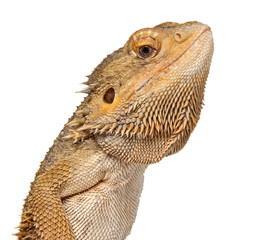 Lizard Bearded Dragon on white