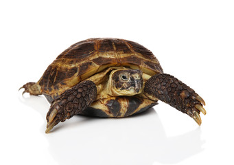 Naklejka premium Tortoise on white background