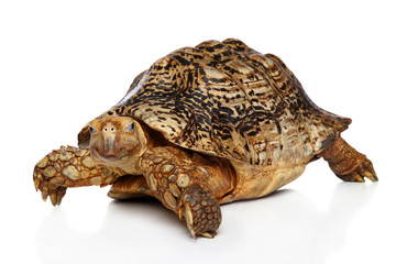 Turtle on white background