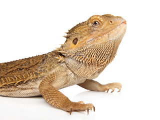 Lizard Bearded Dragon on white