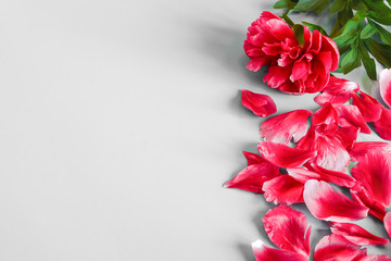 Pink, red peony on white, gray background, peony petals. Summer flower. Garden flower.