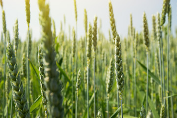 Young green wheat under the sunlight.Blue sky. Cultivation of cereals. Gardens.