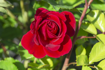Rote Rose mit Dornenzweig in der Mittagssonne.