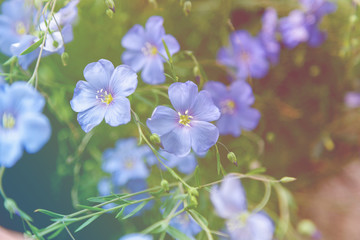 Blooming blue flax.