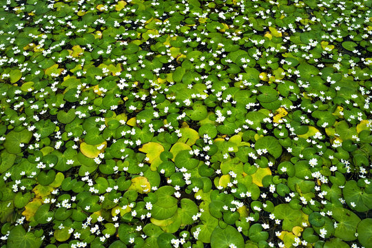 Natural green duckweed with white flowers in water pool.
