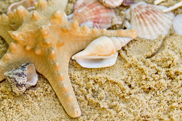 Summer beach. Shell and starfish on the sand.