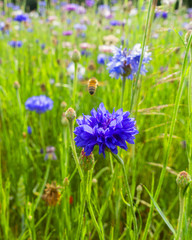 fiori selvatici e api