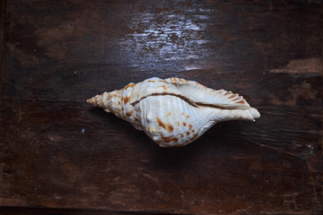 seashell one sea shell