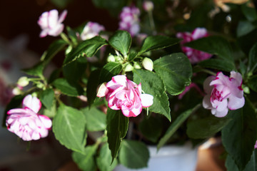 flowers bouquet box close-up
