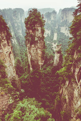 Zhangjiajie Forest Park. Gigantic pillar mountains rising from the canyon. Hunan province, China.