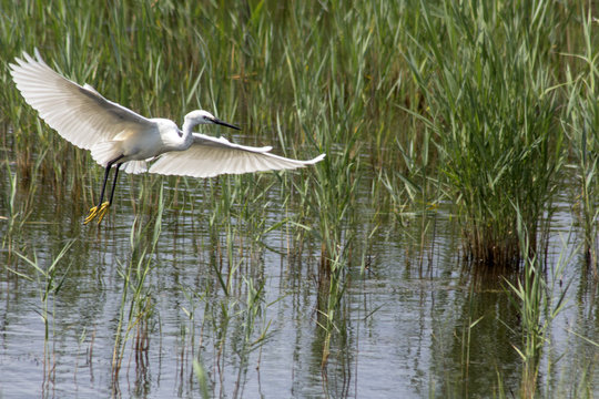 Little White Egret (Egretta garzetta) in flight over the swamp between the reeds. In Nature Conservation Center Poda in Bourgas, Bularia.