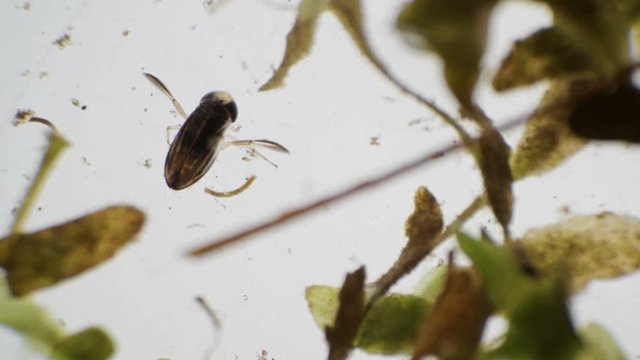 water bug Notonecta glauca under a microscope