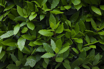 A Bay laurel tree with new leaves which are extensively used in culinary dishes across the world
 - obrazy, fototapety, plakaty