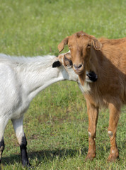 A portrait of two beautiful goats (white and red) in the scene of tenderness against the background of green grass.