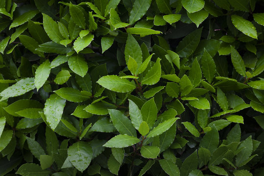 A Bay laurel tree with new leaves which are extensively used in culinary dishes across the world
