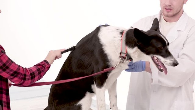 Side view image of young female woman brushing her dog in vet office. Doctor controlling her. Pet concept.