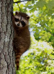 Racoon