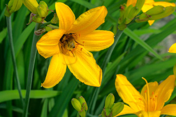 Obraz premium Bumblebee collects nectar on a flower daylily. Close-up view. On a Sunny summer day.
