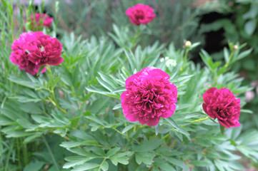 Obraz premium Group of fresh red peonies in the garden in the summer. Closeup of beautiful red Peony flower.
