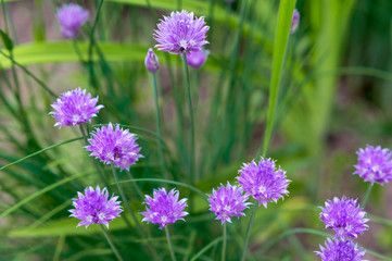 Blooming violet onion plant in garden. Flower decorative onion. Close-up of violet onions flowers on summer field.. Violet allium flower (allium giganteum). Beautiful blossoming onions.