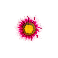 Plant gatsany Latin Gazania, or gazaniya, or African chamomile. Isolated on white background.