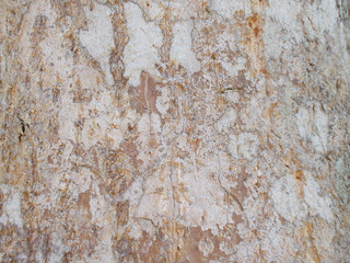 Wood plate texture  background