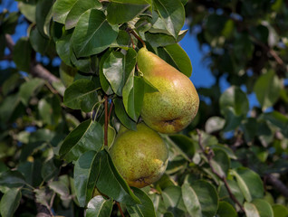 pears on a tree branch on a sunny day