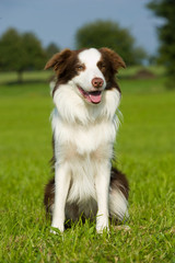 Border Collie sitzt in einer Wiese