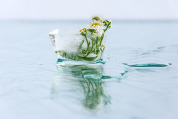 Chamomile flower frozen in ice cube. Romance decoration, refreshment icy flowers.