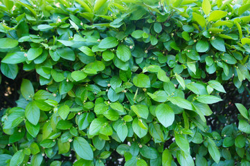 Fototapeta na wymiar Cotoneaster lucidus or shiny cotoneaster green plant