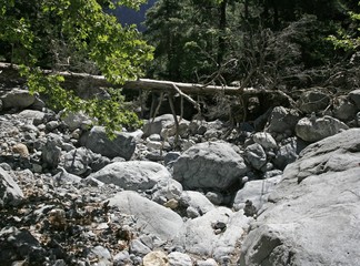 The stones and the fallen dried trunk in the mountain forest on the sunny day.