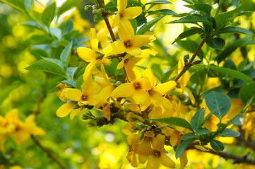 Forsythia yellow flowers with green foliage