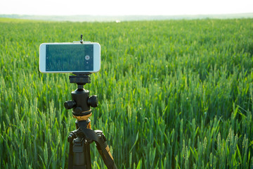 Modern smartphone fixed on fluid tripod are ready to record video in the wheat field. Summer outdoor