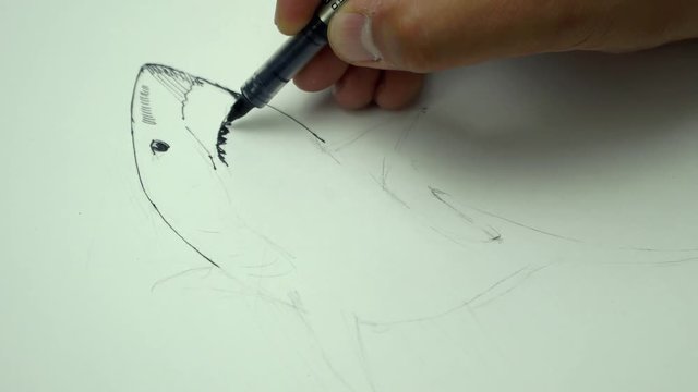 Close-up shot of a painter drawing with ink pen and making shark. Timelaps. 4K