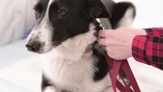 Woman hands putting n lead on dog after vet medical checkup. Pet care concept.