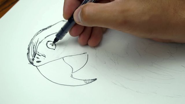 Close-up shot of a painter drawing with ink pen and making parrot. Timelaps. 4K
