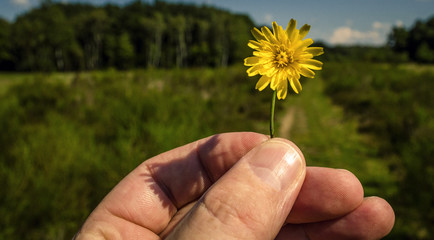 Blumen Sommer