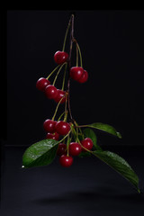 Sprig of cherries on dark background, low light, food, art.