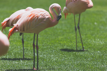 Flamingos birds in zoo park stand on grass.