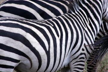Fototapeta na wymiar Zebra's Stripes