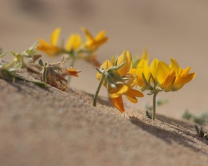 Fiore del deserto