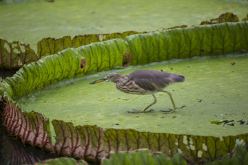 Bird on leaves of Victoria amazonica  in pond.
