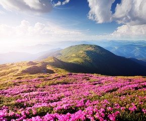 Flowers in the mountains