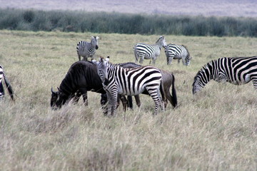 Zebra's and 1 Buffalo